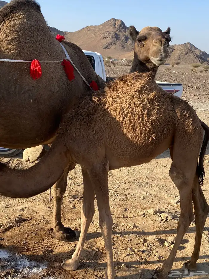 خلفه صفرا مجموع بالبن ب 11500 تم البيع 2