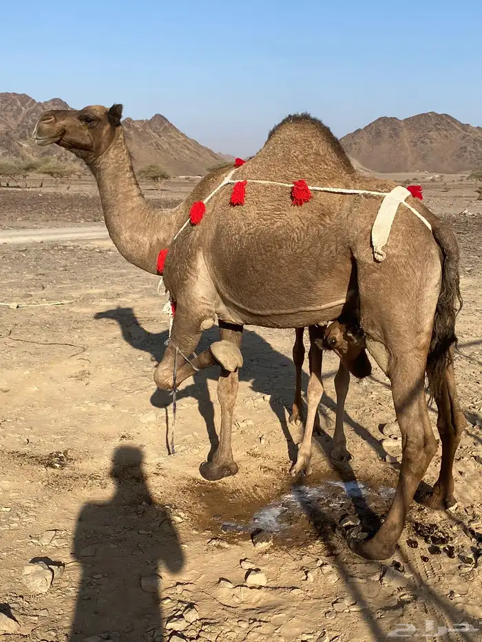 خلفه صفرا مجموع بالبن ب 11500 تم البيع 1