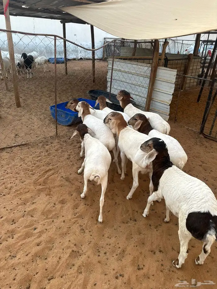 برابر للبيع هرافى 3