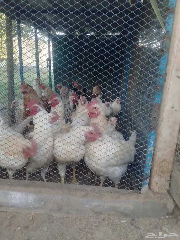 دجاج لوهمان بروان وكلاسيك للبيع 2