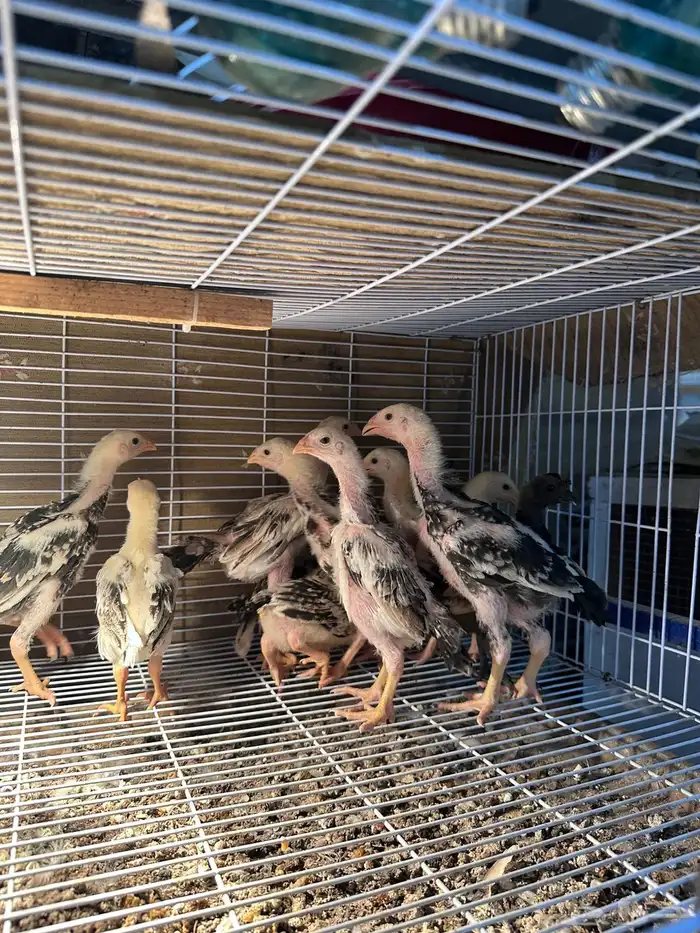 للبيع دجاج شامو ياباني فاخر 0