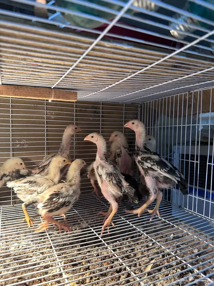 للبيع دجاج شامو ياباني فاخر 2