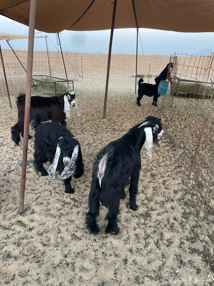 ذبايح حري زواج ذبائح مناسبات يوجد حجز وتوصيل اقل الاسعار 6