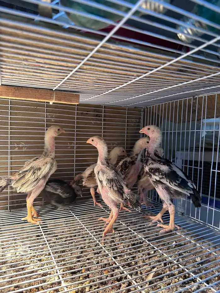 للبيع دجاج شامو ياباني فاخر 3