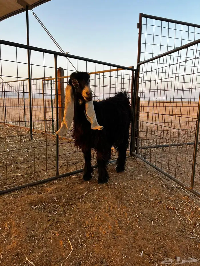 جفره عارضيه عمر10 شهور مضرع 1