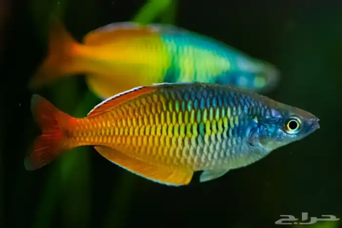 حوض سمك بكل المعدات و سمك 8