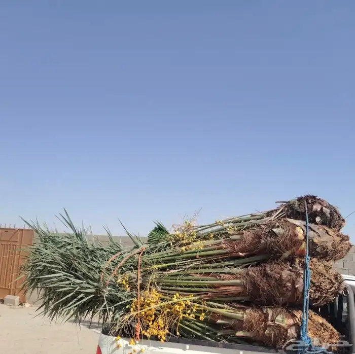 يوجد لدينا جميع انواع النخيل البيع توصيل لا جميع المنطق 3