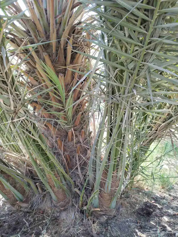 زراعه نخيل عربي واشنطني واعمال الشبوك وتوريدها 1