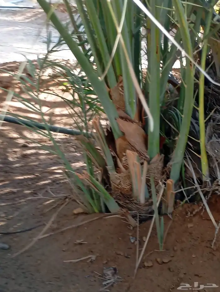 يوجد لدينا جميع النواع فسايل النخل العربي والجثايث 2