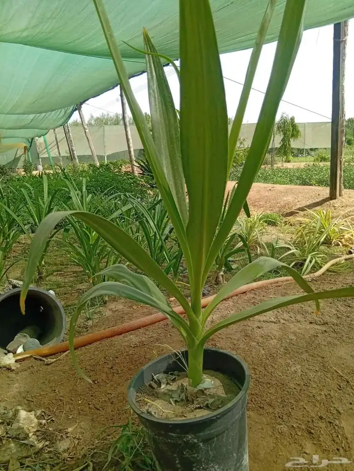 تنسيق حدائق 3