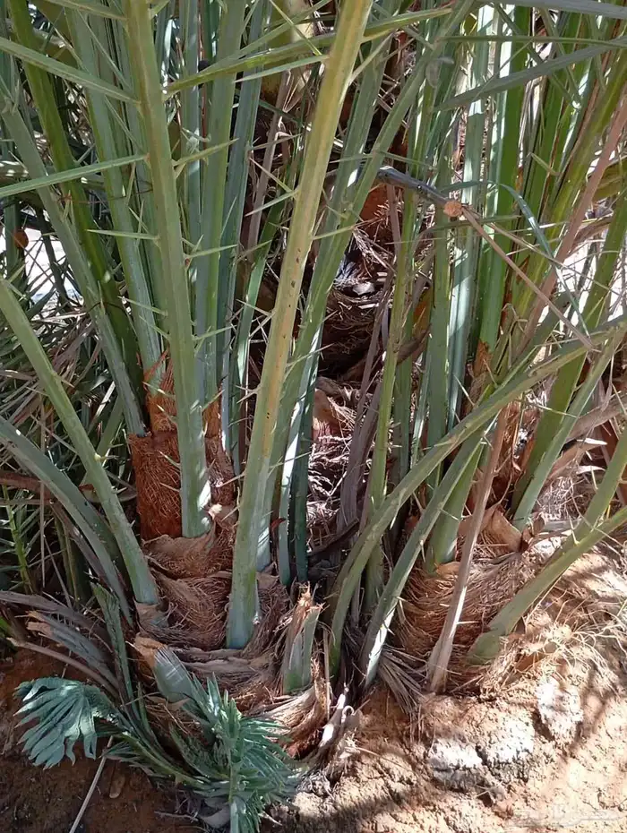 يوجد لدينا جميع النواع فسايل النخل العربي والجثايث 0