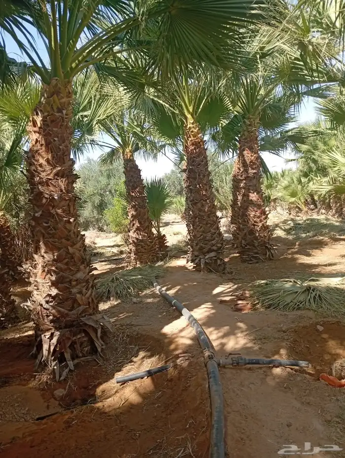 شقراء جميع أنواع النخيل والحين والزيتون وأشجار السدر 9