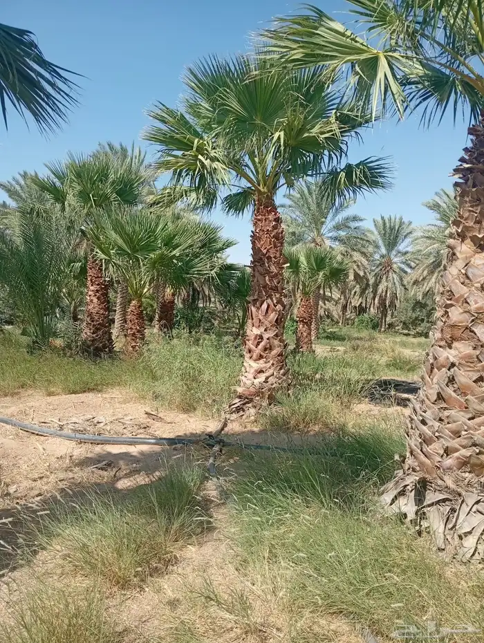 شقراء جميع أنواع النخيل والحين والزيتون وأشجار السدر 10