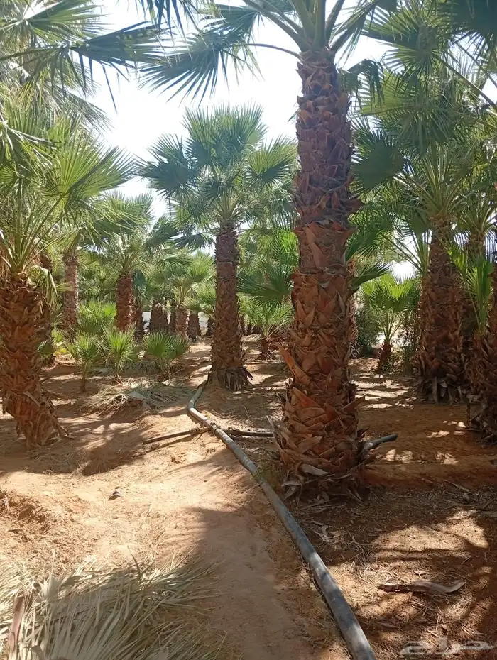 شقراء جميع أنواع النخيل والحين والزيتون وأشجار السدر 14