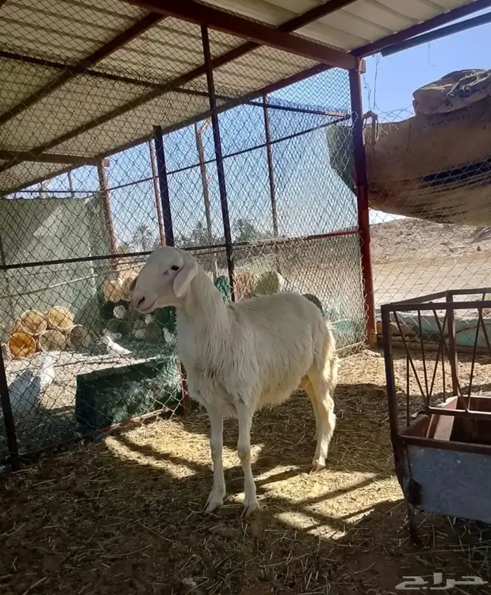 خروووف اصفر ابرص كفو 0