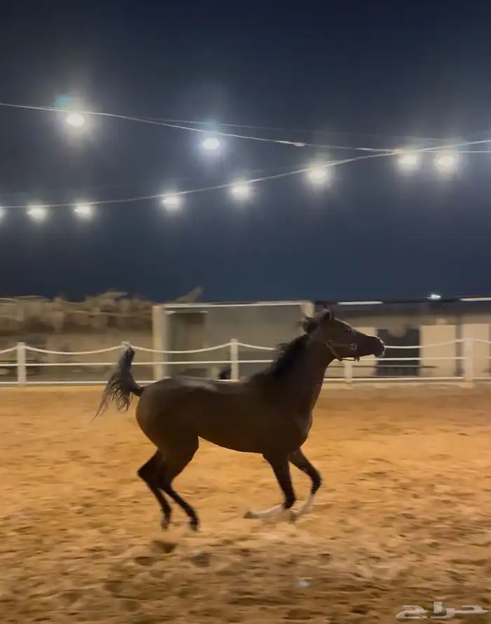 فرس شعبية فاخرة 1