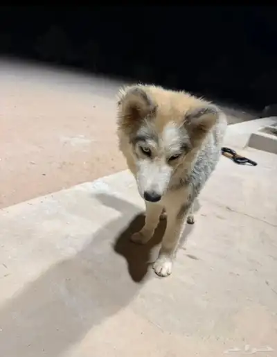 كلب هاسكي للبيع عيون زرقاء ولعوب index