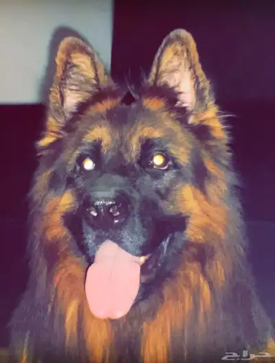 ذكر جيرمن ( محقق بطولات ) index