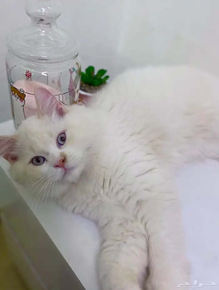 قطط للتبني 0