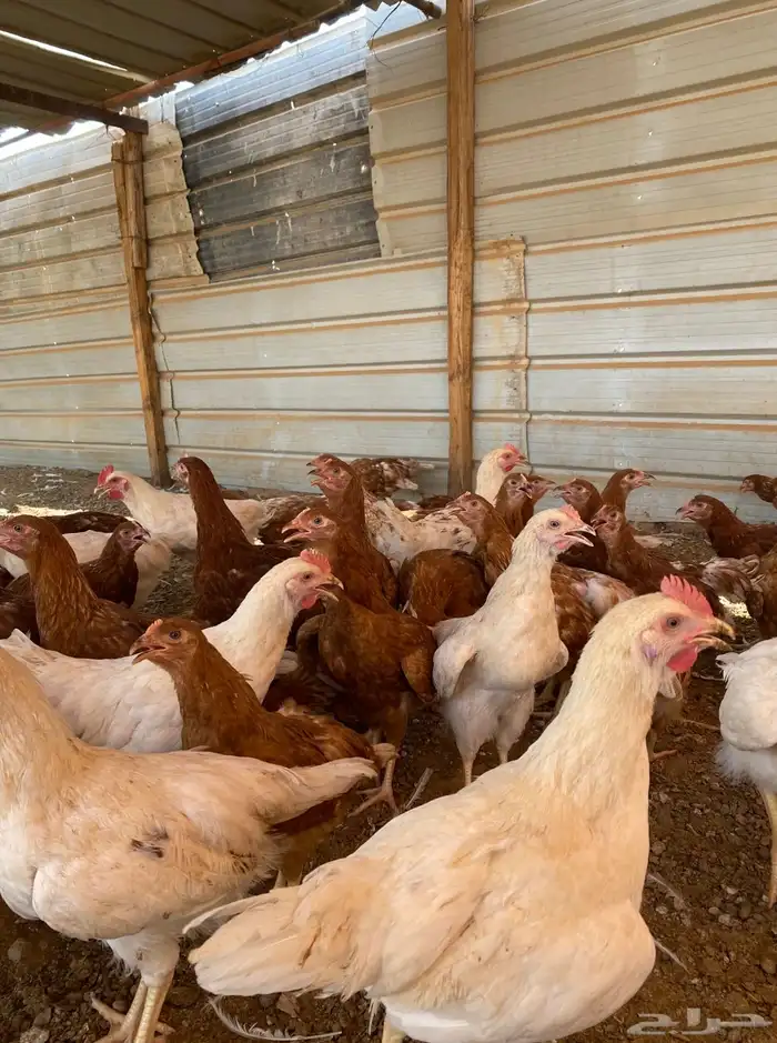 دجاج لوهمان براون الماني بيور دم صافي مستورد 4