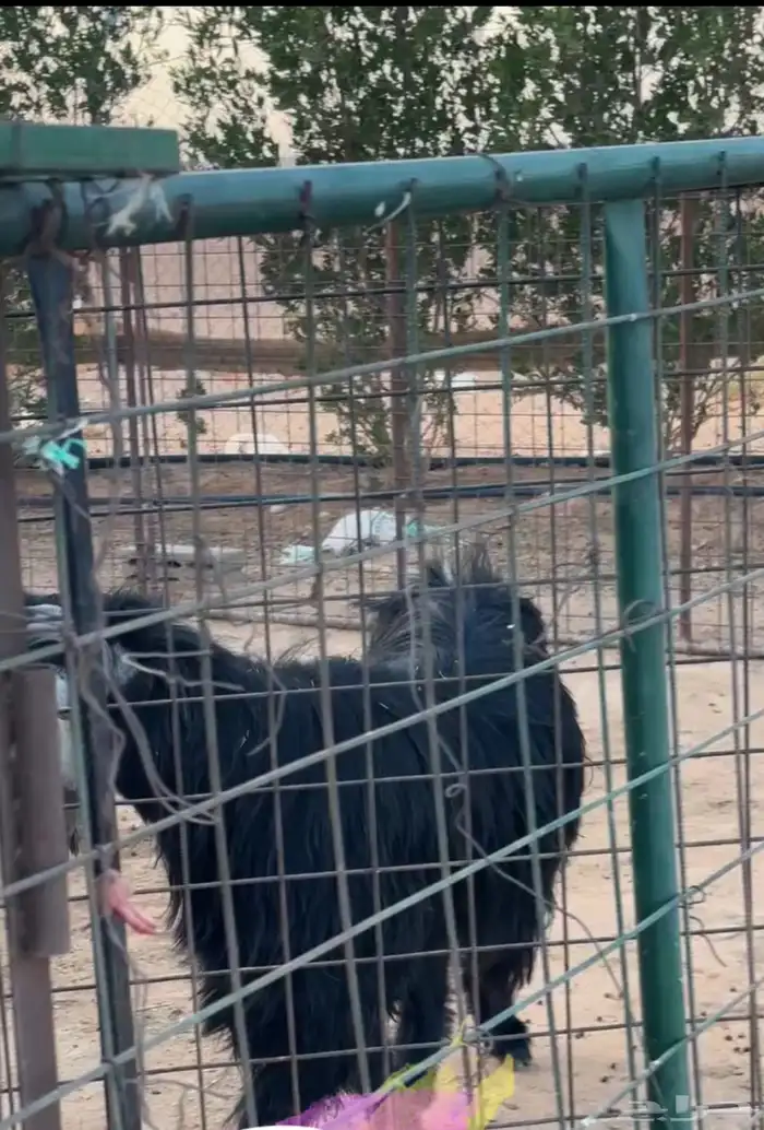 تيس عارضي فحل رباع كفو 2