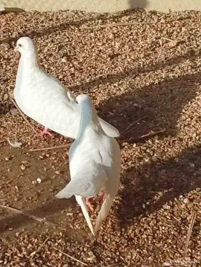 الجوز حمام صنعاني مع فروخو الموقع مكه index