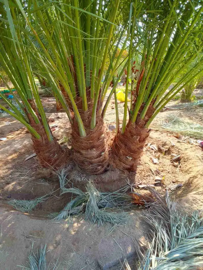 فروخ نخل للبيع كبيره وناجحه كميات وانواع كثيره 0