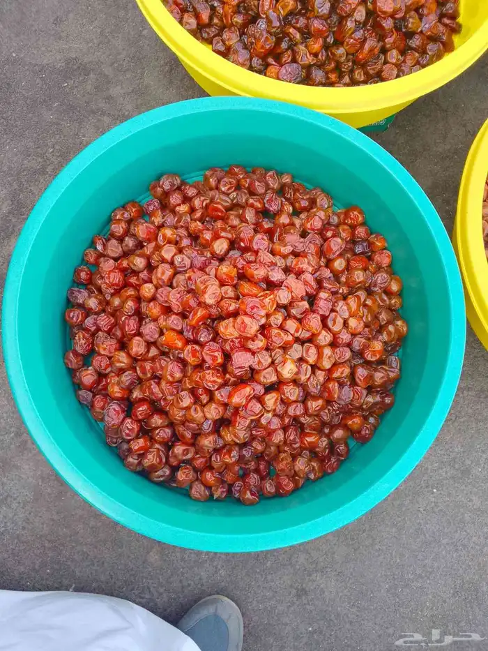 تمور حائل الفاخره 1