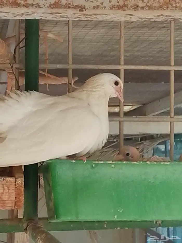 الجوز حمام صنعاني مع فروخو الموقع مكه 3