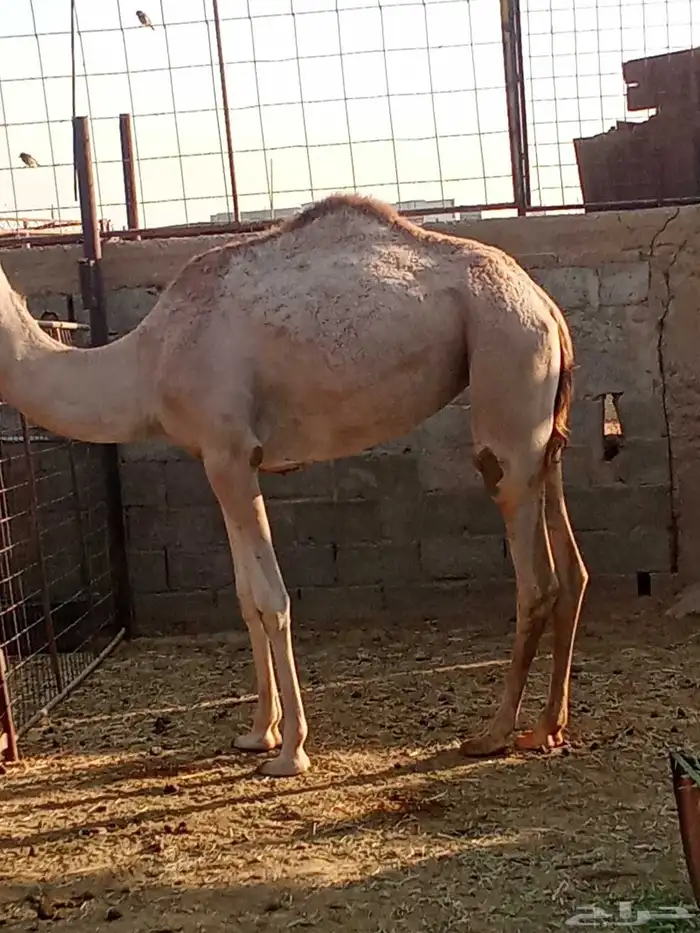 للبيع بكرا طيبه حره 1