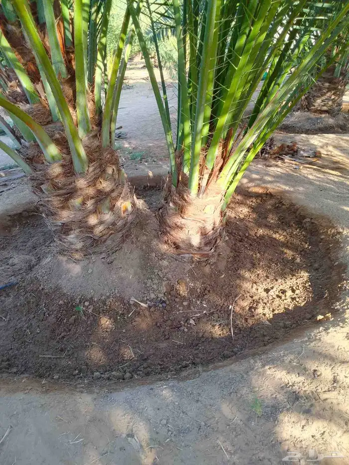 فروخ نخل للبيع كبيره وناجحه كميات وانواع كثيره 2