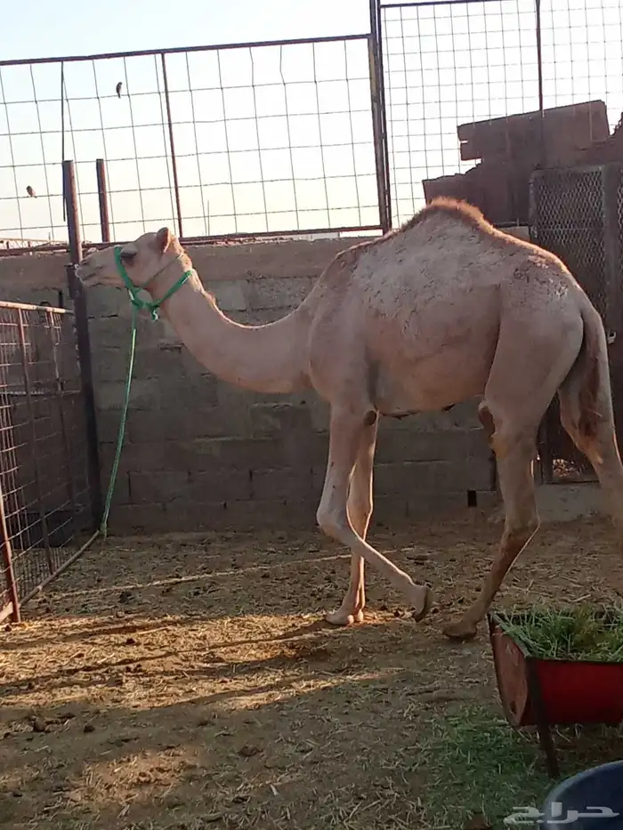 للبيع بكرا طيبه حره 2