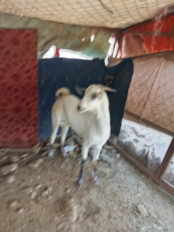 تيس بلدى من محايل عسير 0