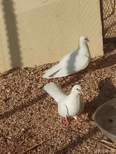 الجوز حمام صنعاني مع فروخو الموقع مكه index