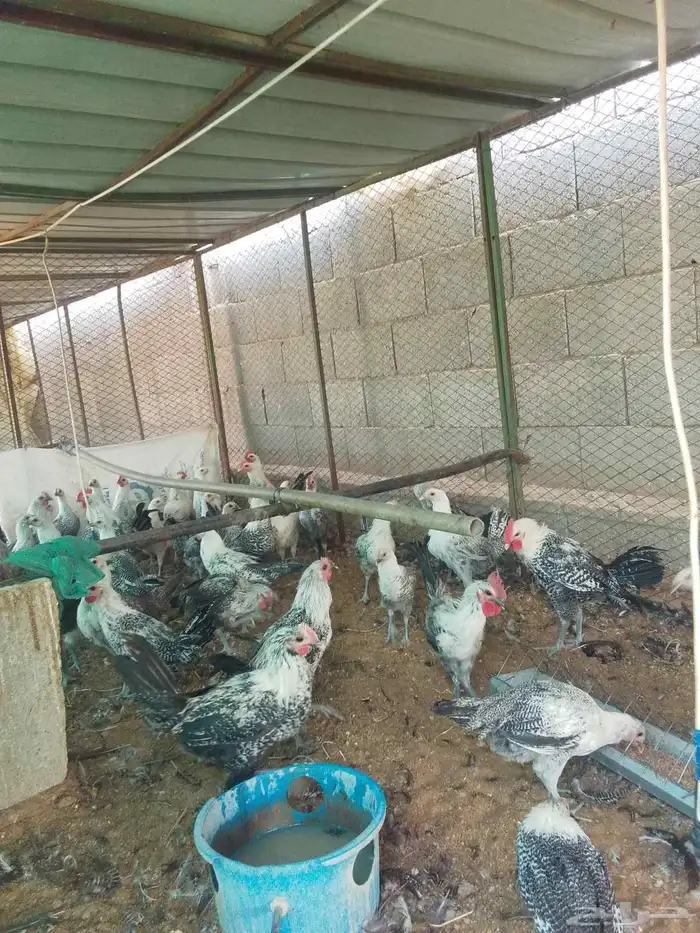 صوص عمر 3اشهور ونص 0