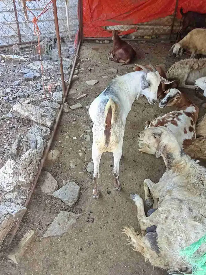 تيس بلدى من محايل عسير 2