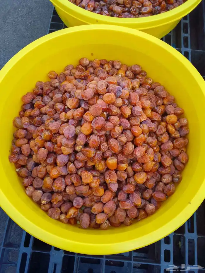 تمور حائل الفاخره 0