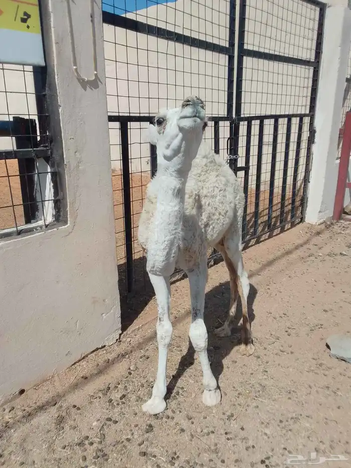 بكره لبانيه للبيع 0