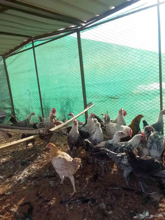 صوص عمر 3اشهور ونص 1