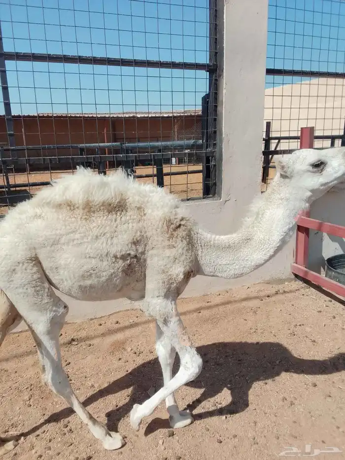 بكره لبانيه للبيع 1