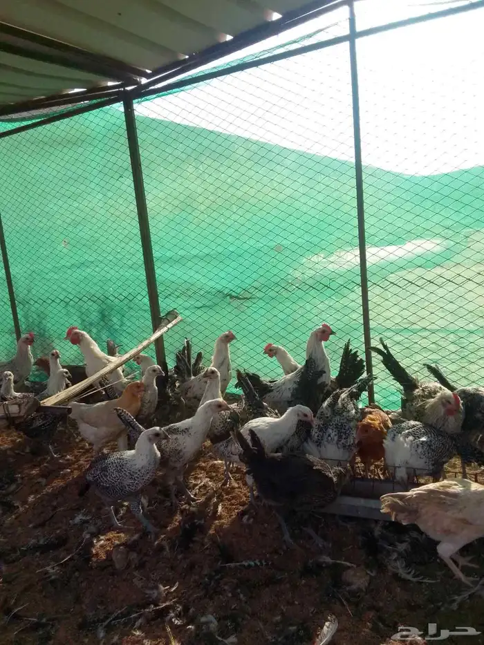 صوص عمر 3اشهور ونص 2