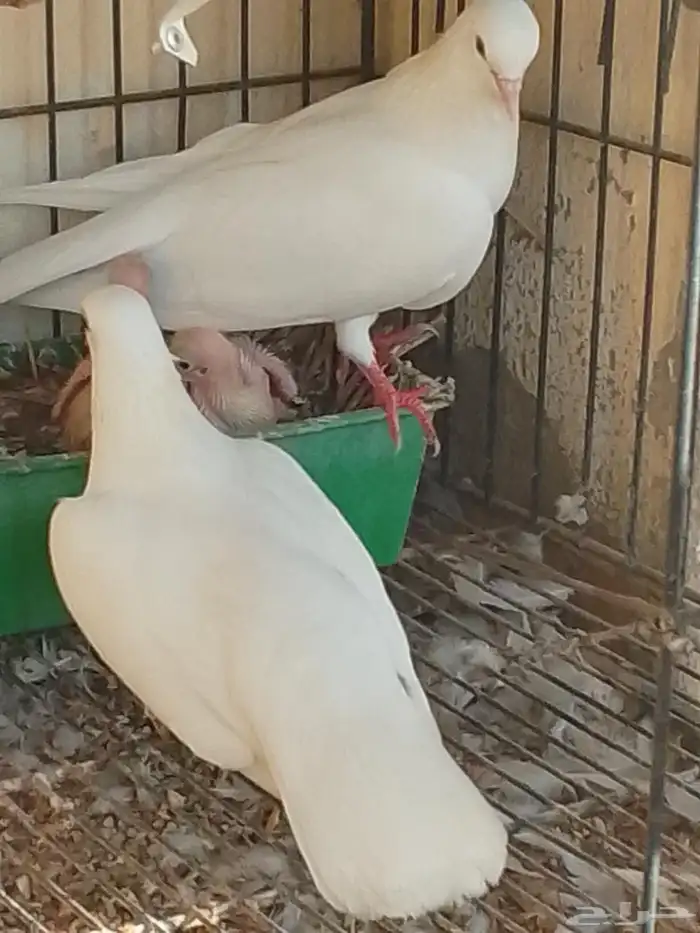 الجوز حمام صنعاني مع فروخو الموقع مكه 2