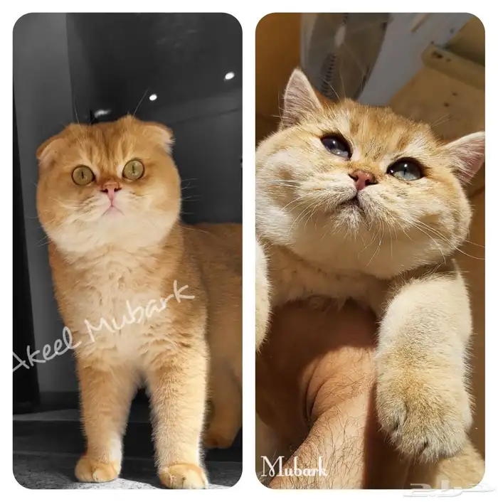 سكوتش ستريت ny مستوى بطل تم البيع 5