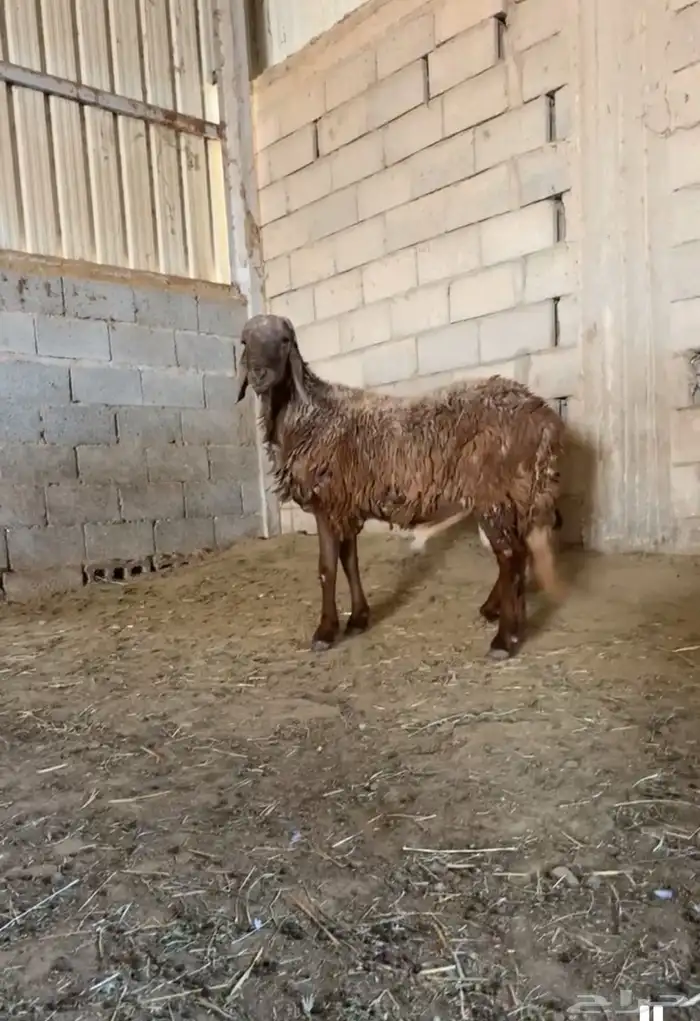 خروف ساكني السن ثني شرط القريه 0