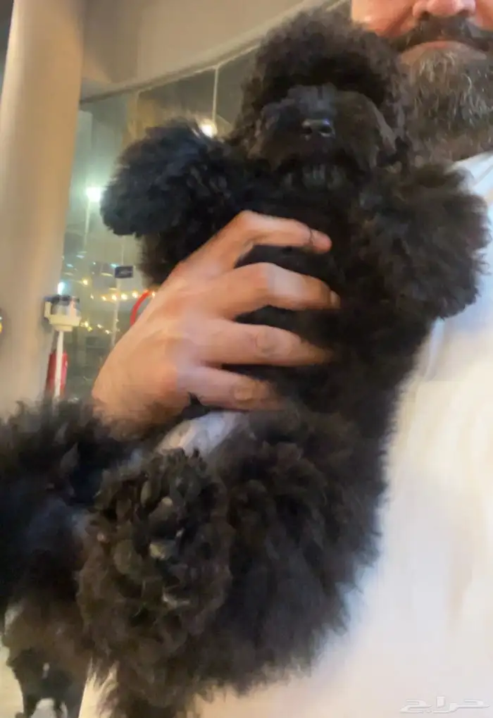 للبيع جرو بيور توي بودل مستوى عالي لون ملكي 12