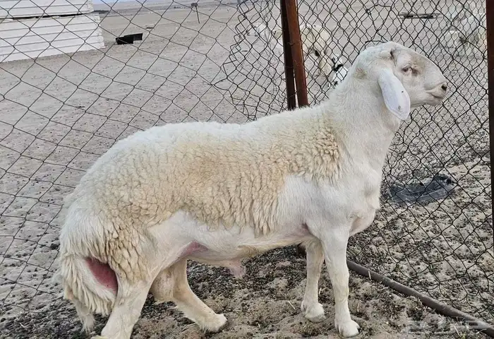 مشروع فحل حري صنف 3