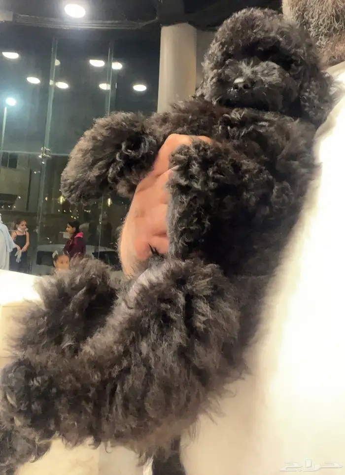 للبيع جرو بيور توي بودل مستوى عالي لون ملكي 10