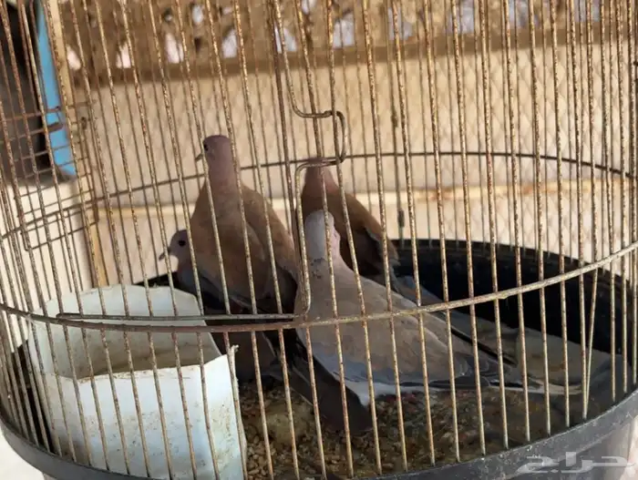 قماري للبيع 3