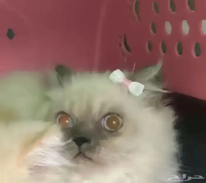 قطط للبيع هملايا 0