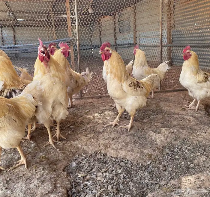 دجاج لوهمان براون الماني بيور دم صافي مستورد 0